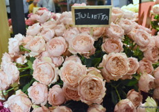 The Julietta from their brand Omang is a very popular one in Europe.